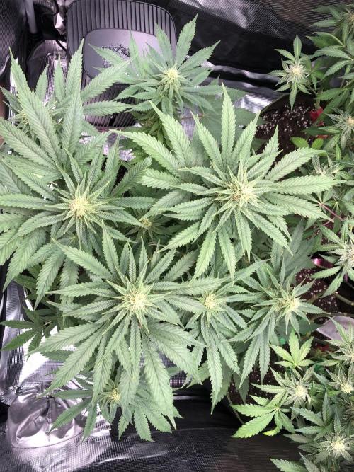 Pineapple Squeeze 🍍. Week 12