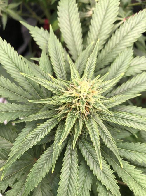 Pineapple Squeeze 🍍. Week 12