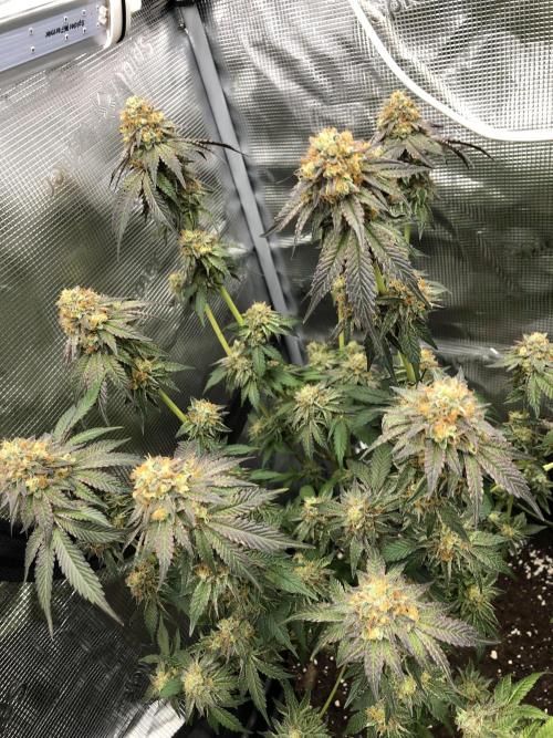 Sour Blucci 🍋 #1. Week 16
