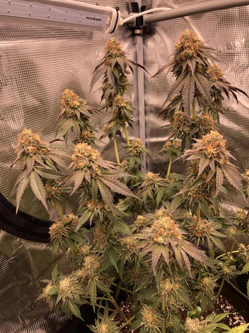 Sour Blucci 🍋 #1. Week 16