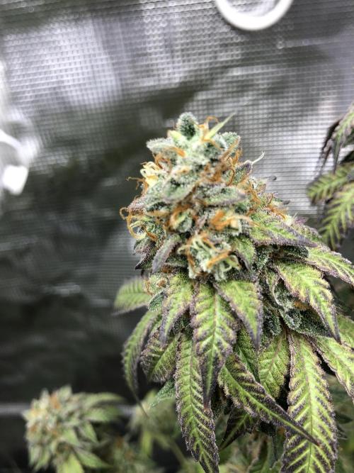 Sour Blucci 🍋 #2. Week 16