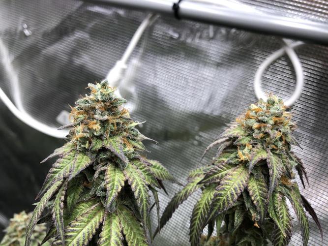Sour Blucci 🍋 #2. Week 16