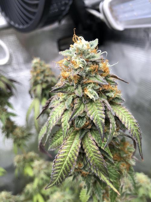 Sour Blucci. Week 16