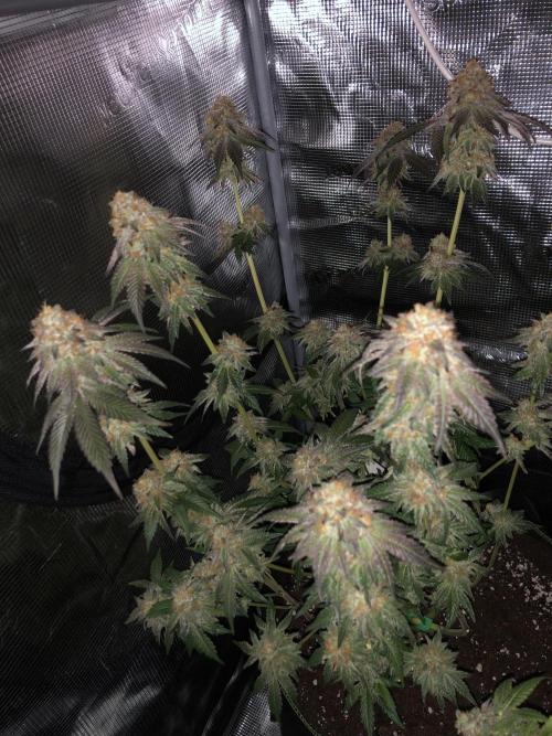 Sour Blucci 🍋 #1. Week 16