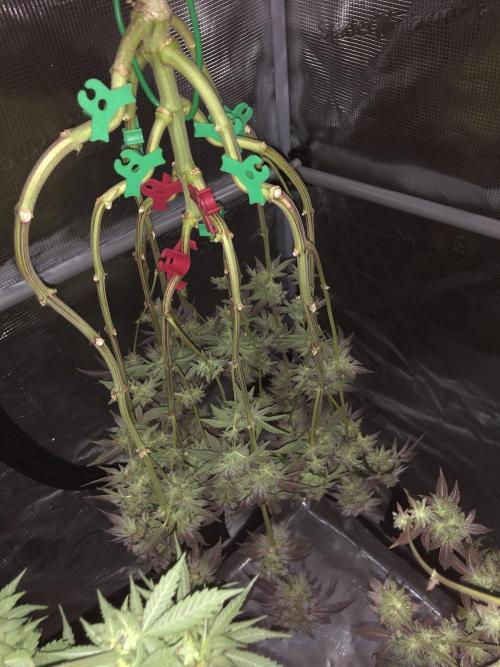 Sour Blucci 🍋 #1. Week 16