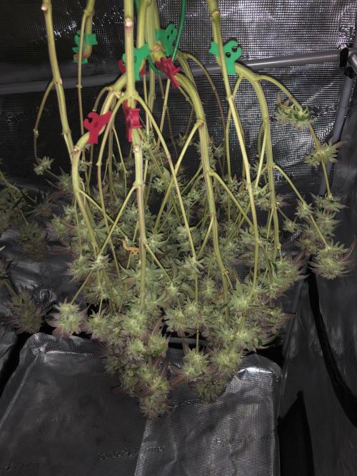 Sour Blucci. Week 16