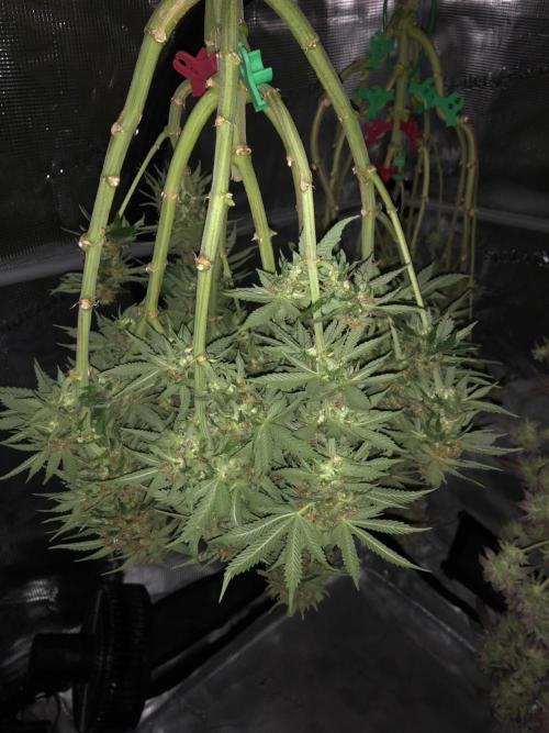 Pineapple Squeeze 🍍. Week 16