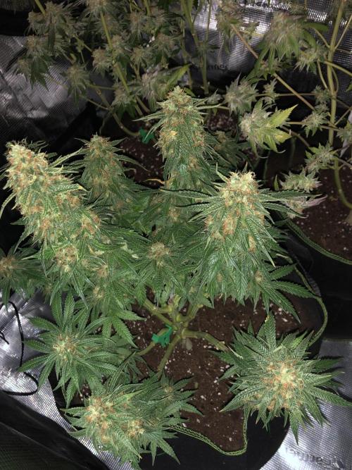 Pineapple Squeeze 🍍. Week 16