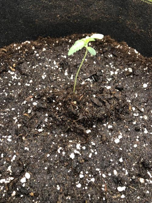 Sour Blucci ⛽️💨🍋 Stacy. Week 0