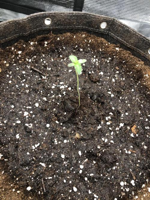Sour Blucci ⛽️💨🍋 Nina. Week 0