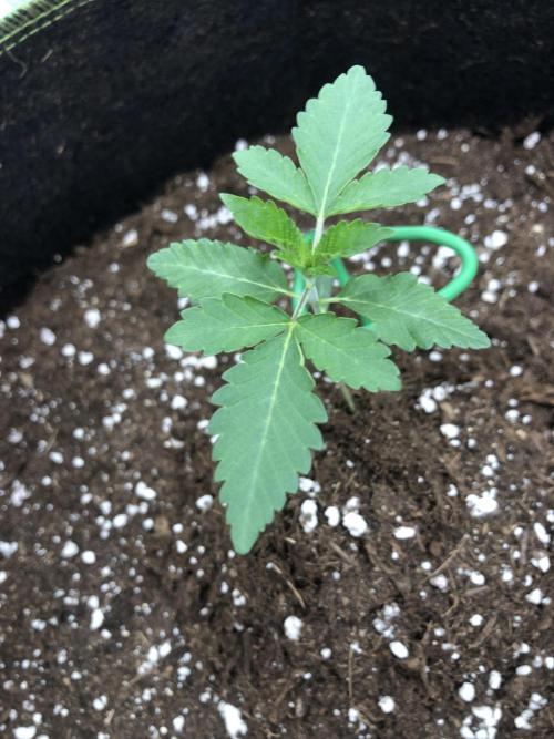 Sour Blucci. Week 1