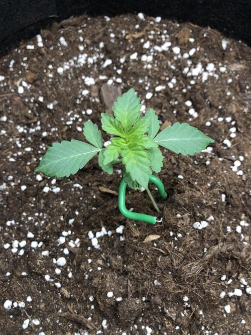 Sour Blucci . Week 1