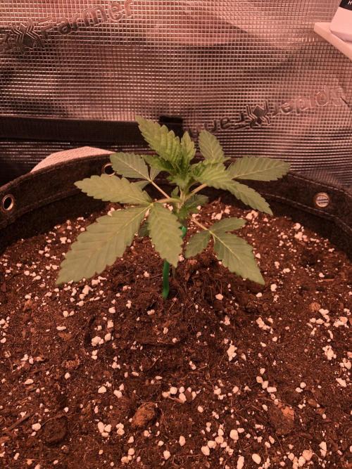 Sour Blucci ⛽️💨🍋 Nina. Week 2