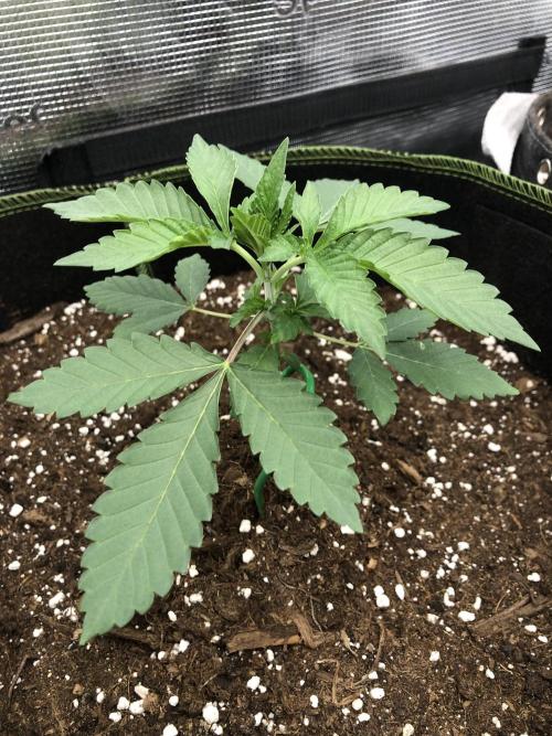 Sour Blucci. Week 2