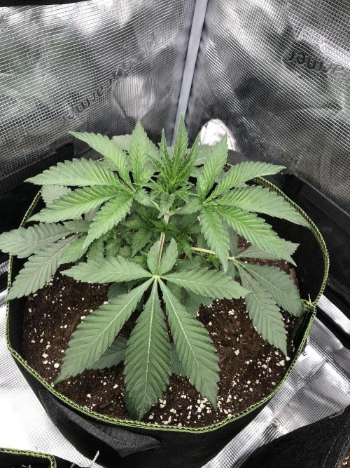 Sour Blucci. Week 3