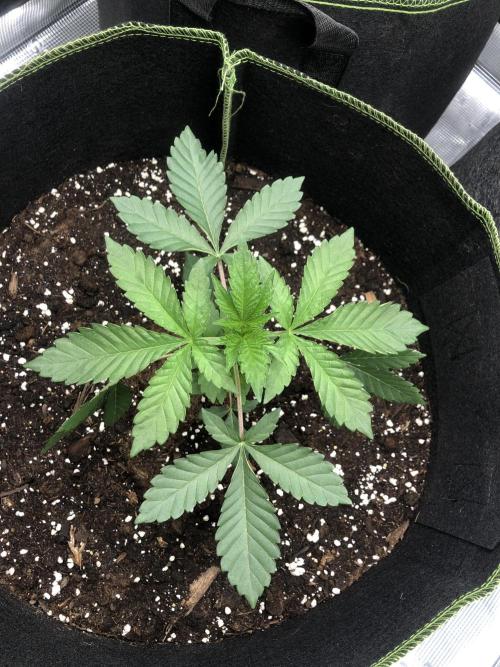 Sour Blucci . Week 2