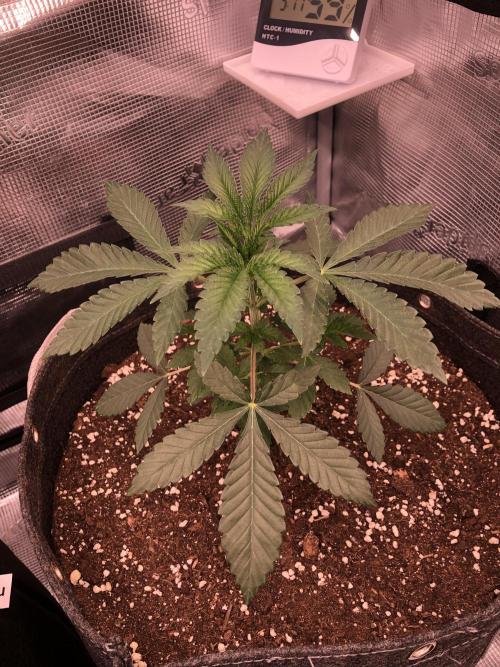 Sour Blucci. Week 3