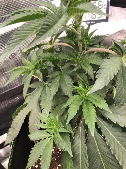 Sour Blucci ⛽️💨🍋 Stacy. Week 4