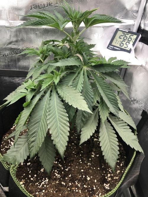 Sour Blucci ⛽️💨🍋 Stacy. Week 4