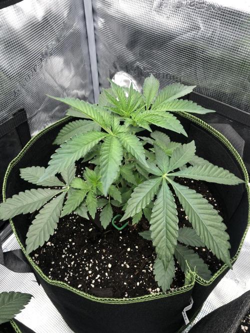 Sour Blucci ⛽️💨🍋 Katy. Week 3
