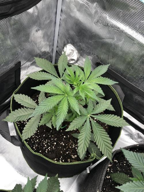 Sour Blucci ⛽️💨🍋 Katy. Week 3