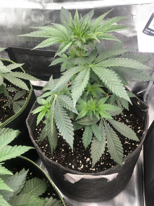 Sour Blucci ⛽️💨🍋 Nina. Week 4