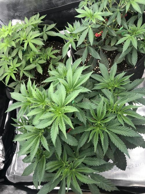Sour Blucci ⛽️💨🍋 Stacy. Week 5