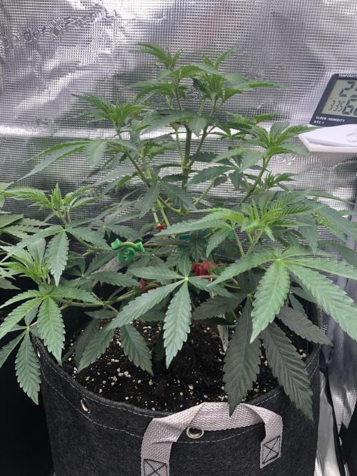 Sour Blucci ⛽️💨🍋 Nina. Week 5