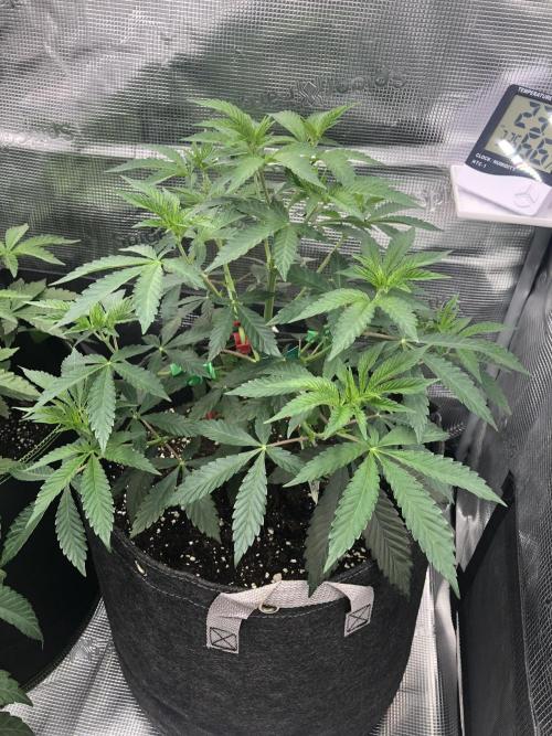 Sour Blucci ⛽️💨🍋 Nina. Week 5