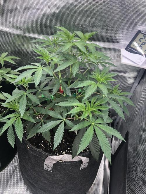 Sour Blucci ⛽️💨🍋 Nina. Week 5