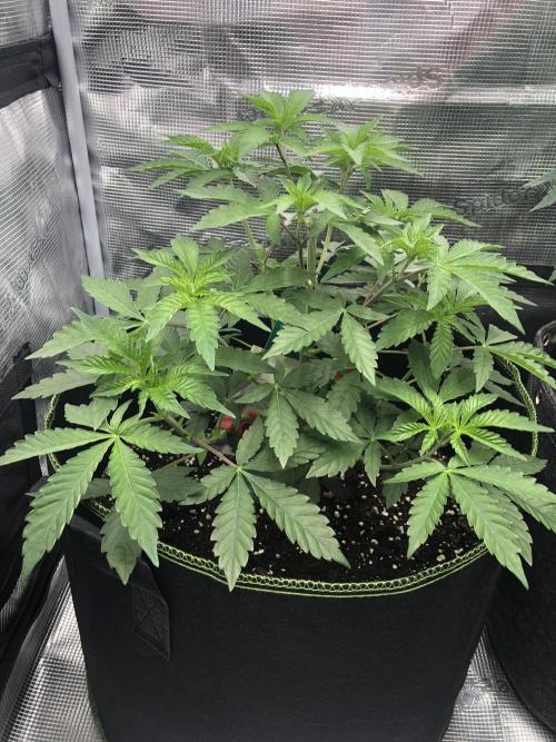 Sour Blucci . Week 4