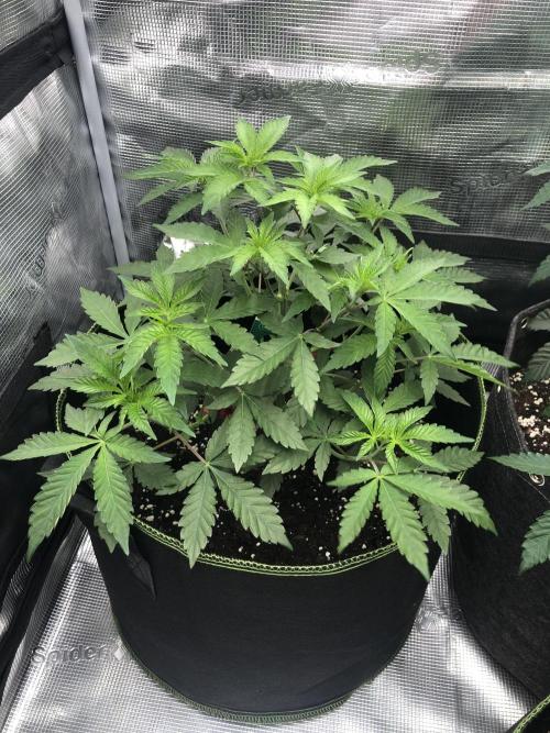 Sour Blucci ⛽️💨🍋 Katy. Week 4