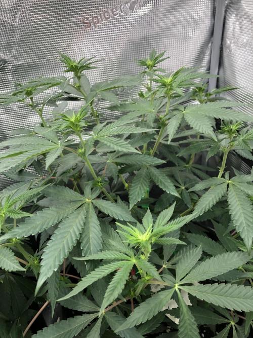 Sour Blucci ⛽️💨🍋 Nina. Week 6