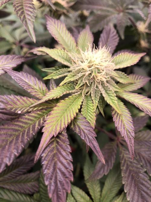 Sour Blucci ⛽️💨🍋 Katy. Week 9