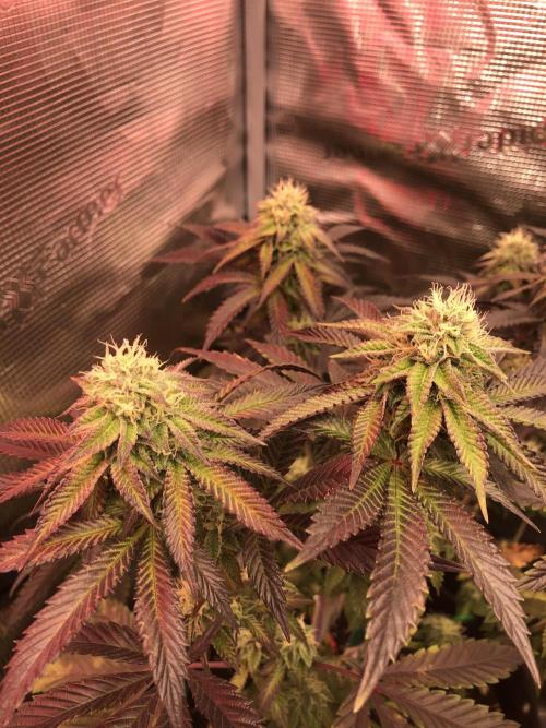 Sour Blucci ⛽️💨🍋 Nina. Week 10