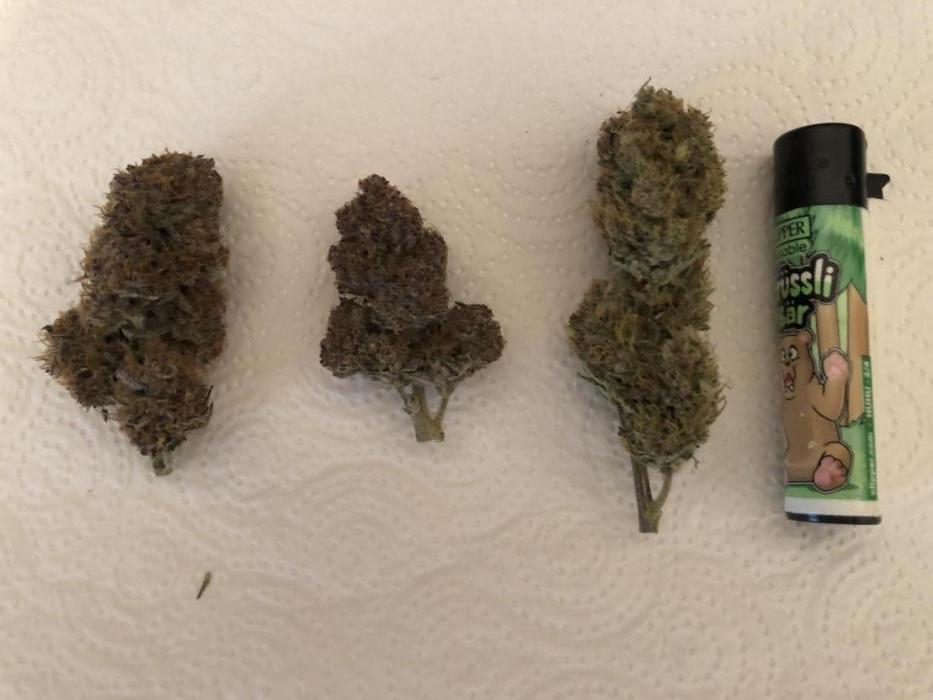 First Grow 🙌🏼🍀🤞🏽🙏🏽. Week 10 - Guava Rechts neben dem Feuerzeug