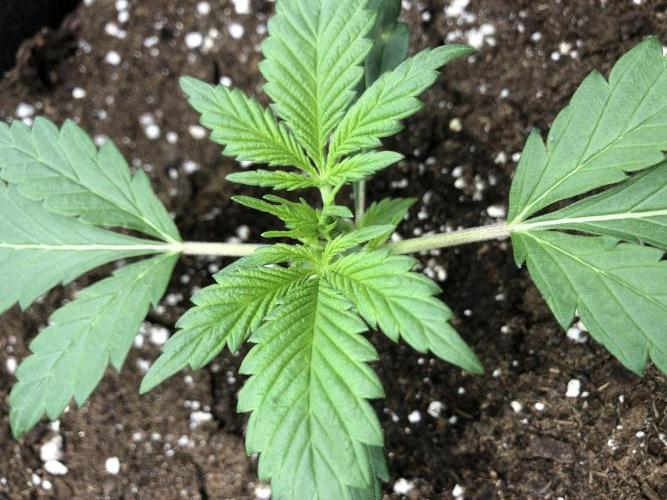 Strawberry Gorilla Auto. Week 2