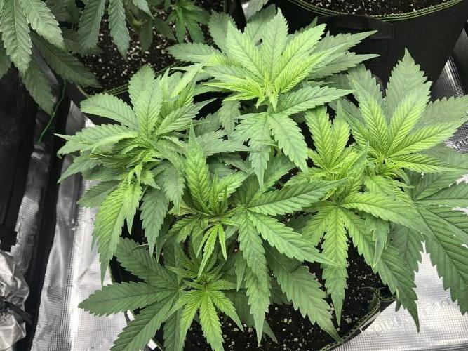 Pineapple Squeeze 🍍. Week 6