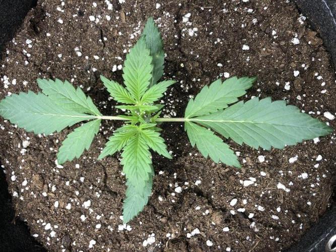 Strawberry Gorilla Auto. Week 2