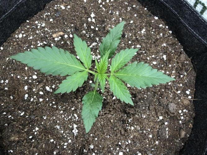 Red Gorilla Girl XL Auto. Week 2