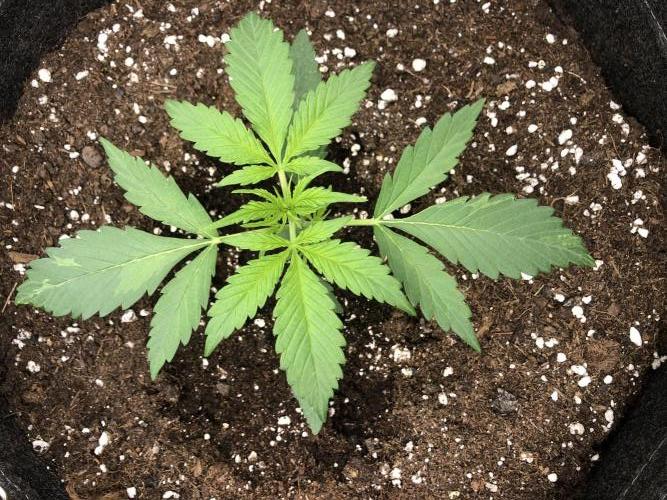 Cheese Auto 🧀. Week 2