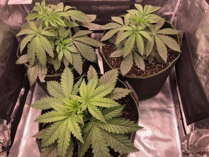 Pineapple Squeeze 🍍. Week 4