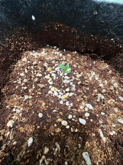 BeanFiendz's Boofscotti (Feminised). Week 0 - December 15 - Day 1