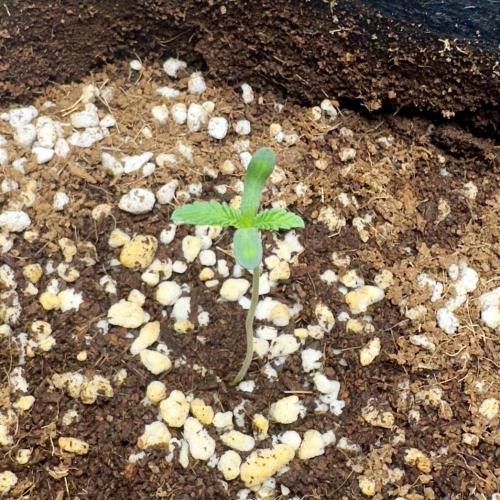 BeanFiendz's Boofscotti (Feminised). Week 0 - December 16 - Day 2