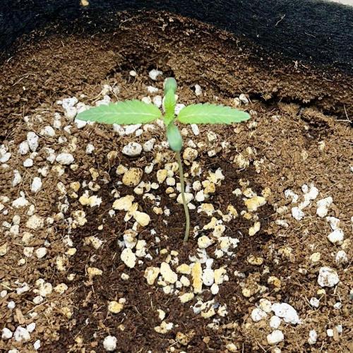 BeanFiendz's Boofscotti (Feminised). Week 0 - December 19 - Day 5