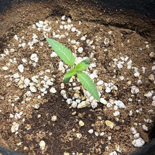 BeanFiendz's Boofscotti (Feminised). Week 0 - December 20 - Day 6