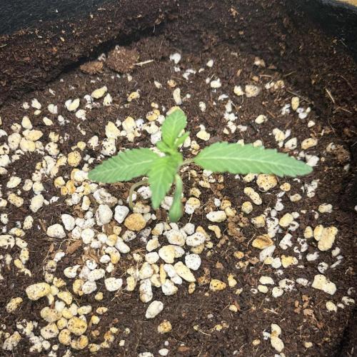 BeanFiendz's Boofscotti (Feminised). Week 0 - December 21 - Day 7