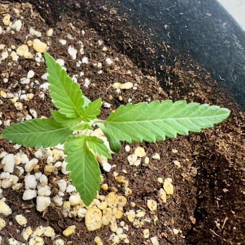 BeanFiendz's Boofscotti (Feminised). Week 1 - December 22 - Day 8