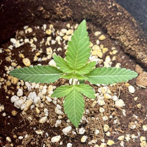 BeanFiendz's Boofscotti (Feminised). Week 1 - December 23 - Day 9