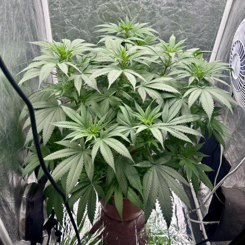 Viente:Uno CBD (Flowering Only). Week 2 - December 27 - Day 10